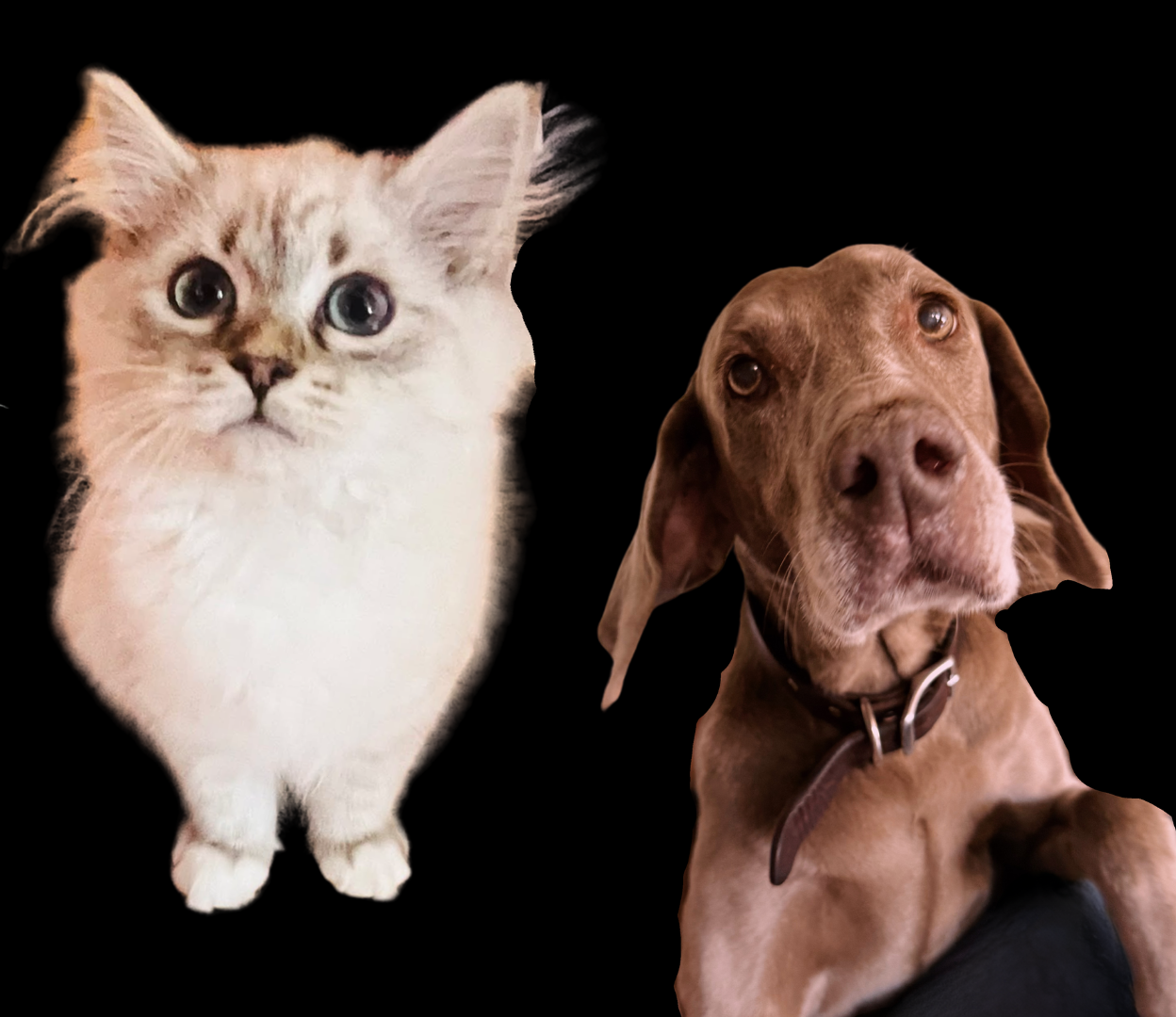 Tomahawk Pet Photo